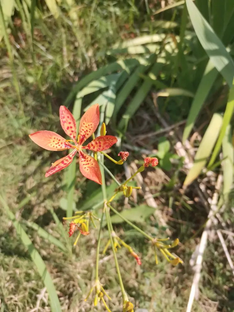 火塔药 芽竹毫 射干 哔哩哔哩