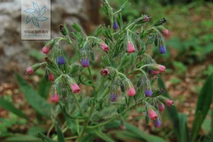 《中國植物誌》滇紫草 花冠藍紫色