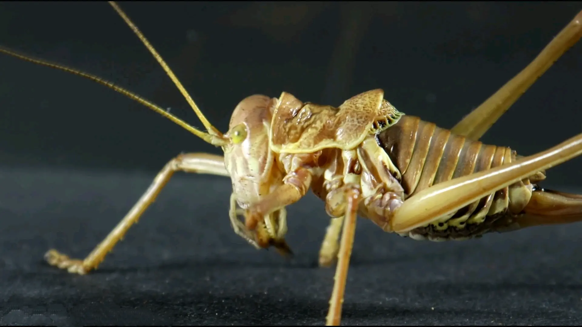 (1)螽斯科ephippiger epihippiger俗名为 鞍背灌丛蟋蟀(saddle-backed