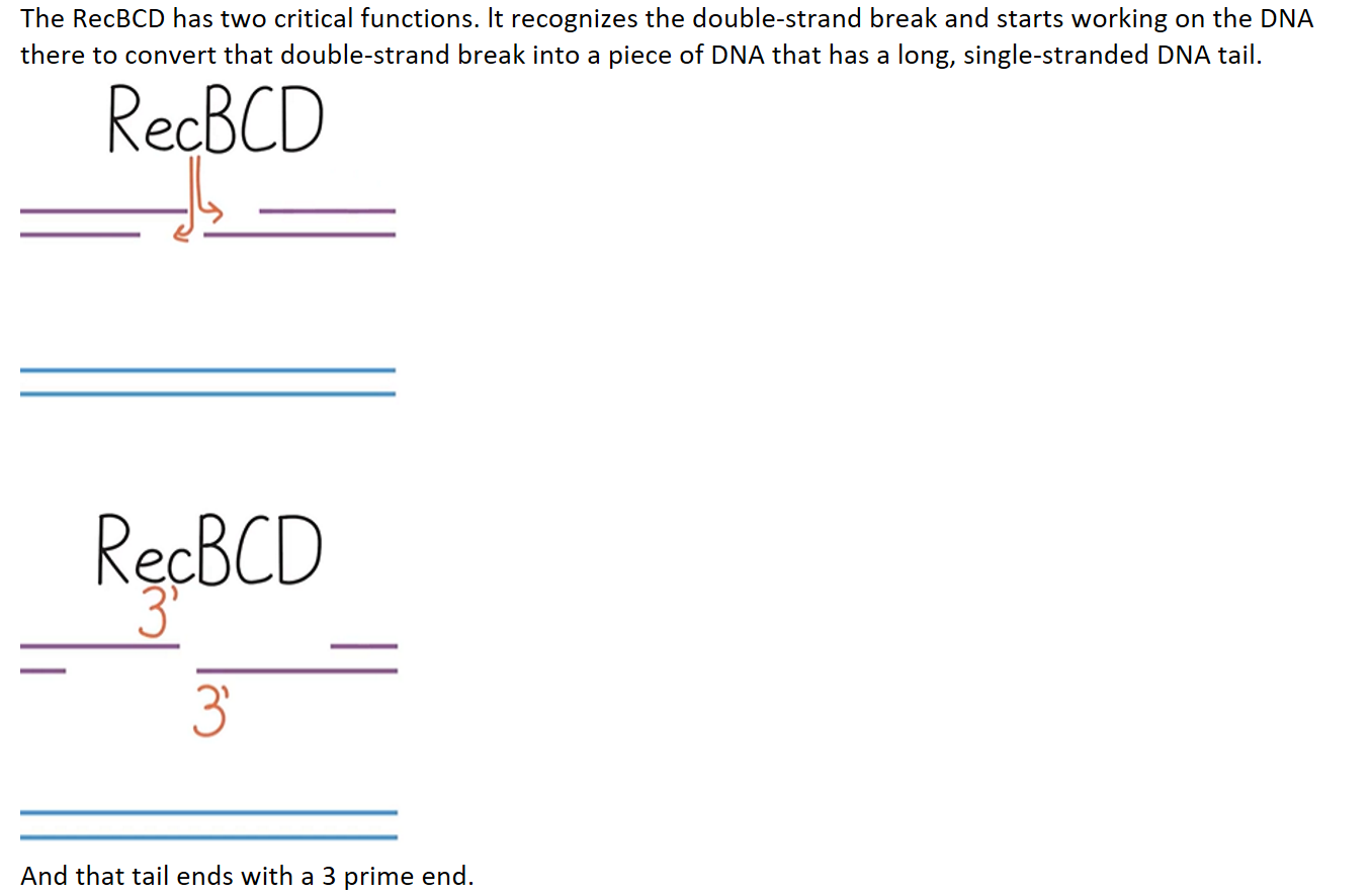 MIT 分子生物学 Part1 16.4 Proteins Of Homologous Recombination---RecB - 哔哩哔哩