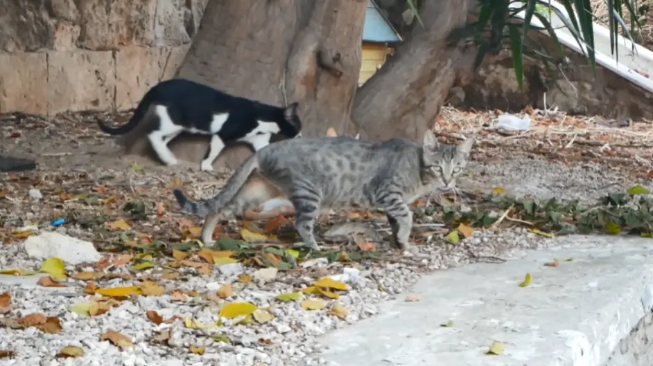 生病小猫蜷缩在树墩上 猫妈妈和它的2位兄弟一直守着它 哔哩哔哩