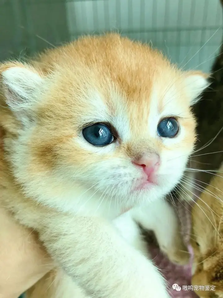 金渐层猫咪怎么辨别常见色号 Ny11 Ny12 Ny25 哔哩哔哩