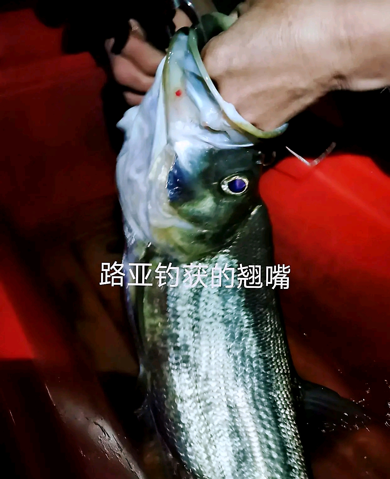 路亚本土目标鱼翘嘴篇上