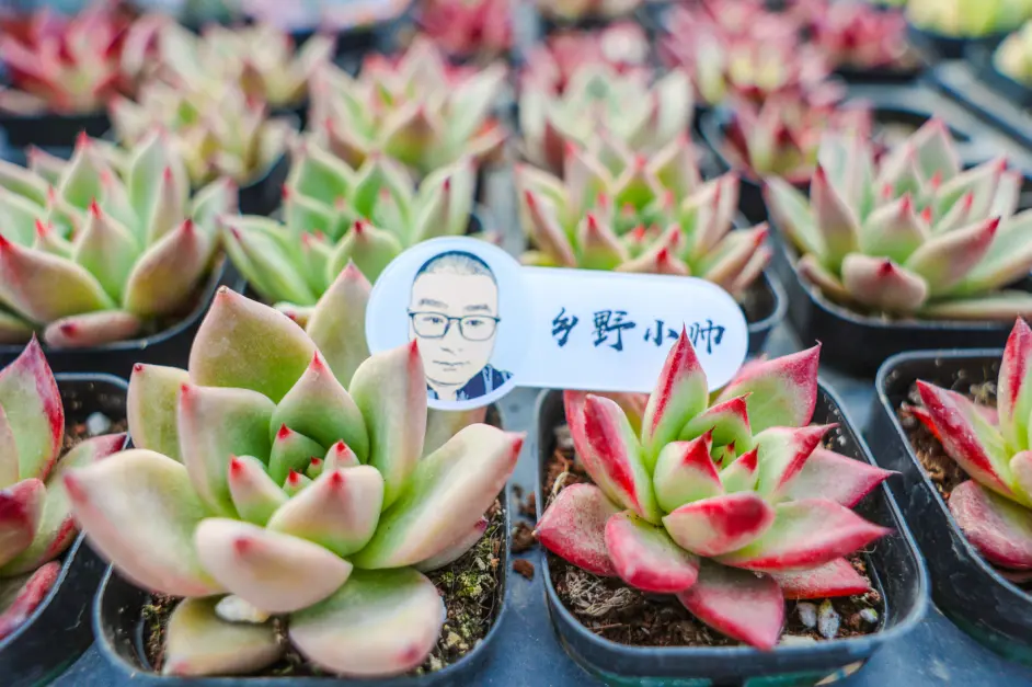 多肉施肥以后为什么会变绿 多肉怎么施肥 多肉施肥的注意事项 哔哩哔哩