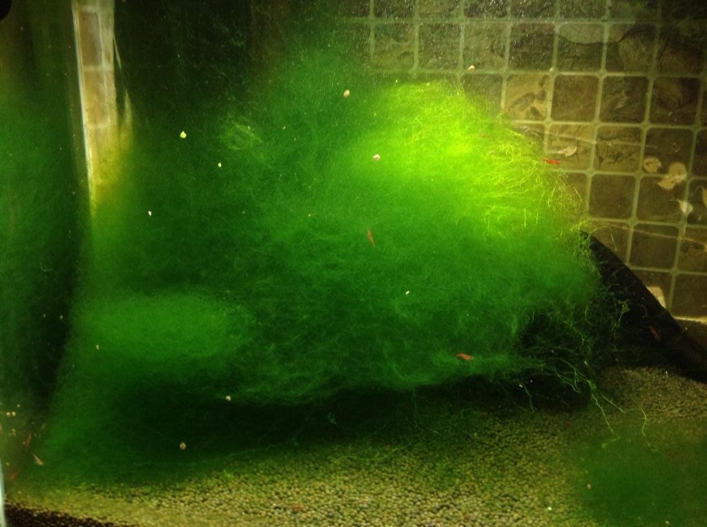 草缸中常见藻类和处理办法