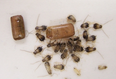 蟑螂产卵一次可以孵出多少 - 哔哩哔哩