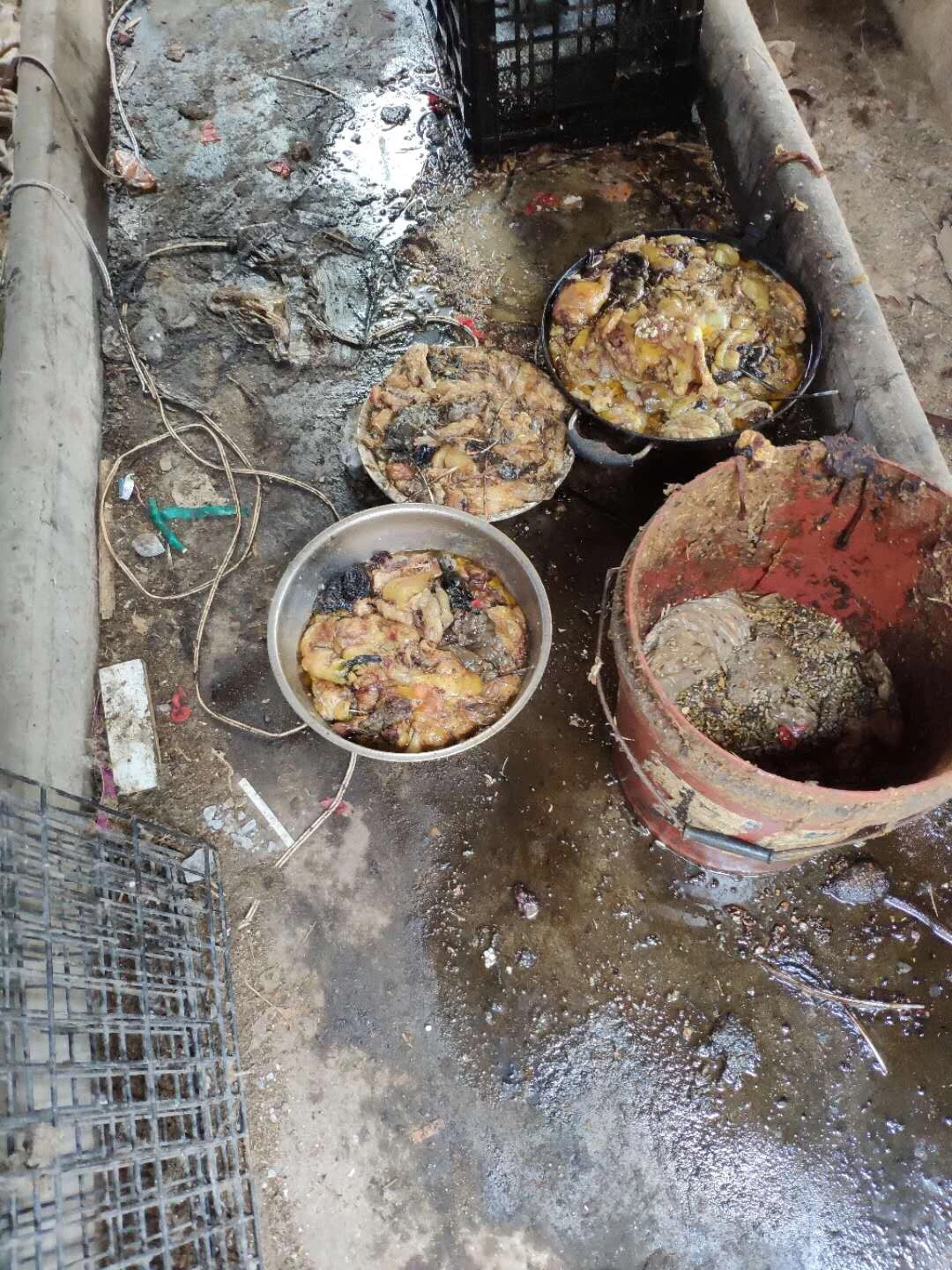 食物生蛆与粪便同睡.(转自微信公众号:猫公子)