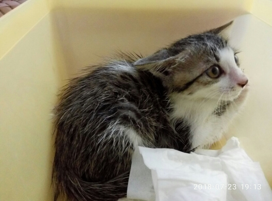 猫奴们求助.刚买的猫猫不吃饭怎么办