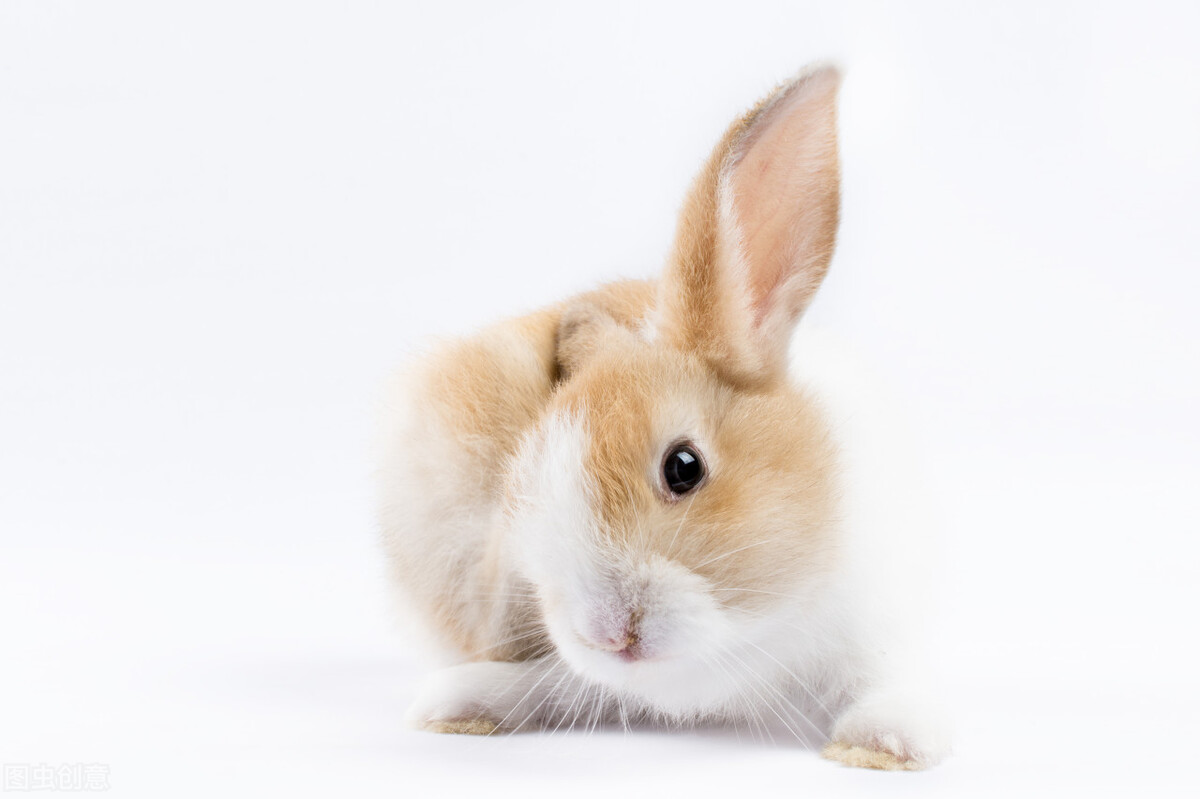 养兔课堂：兔子口炎早期症状图片 - 哔哩哔哩