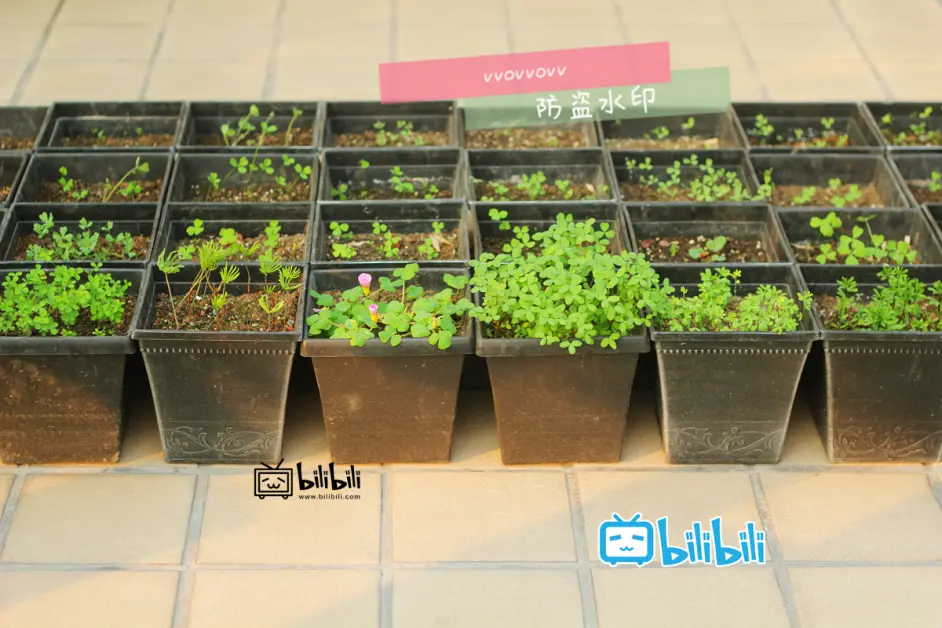 旧土保存 文字版 哔哩哔哩