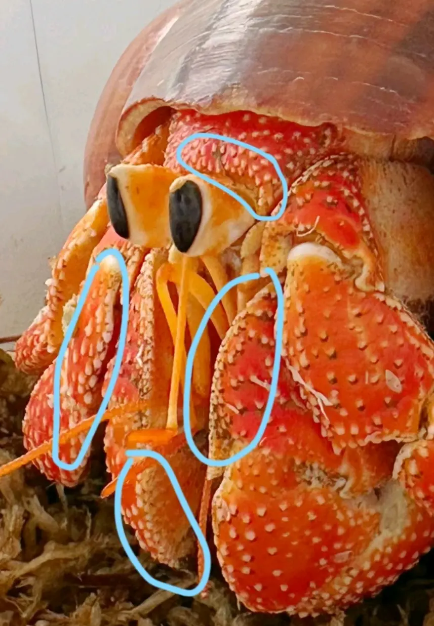 陆寄居蟹最简品种分辨12:草莓寄居蟹