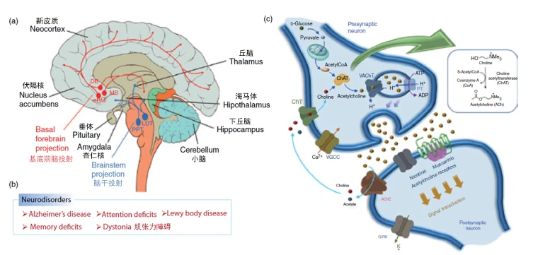 学习笔记:胆碱能系统(Cholinergic System) - 哔哩哔哩