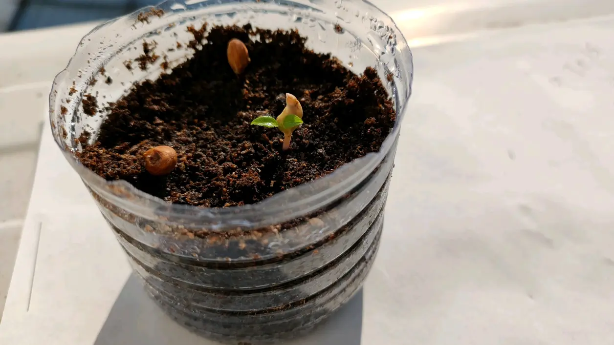 樱花种子种植记录(1)