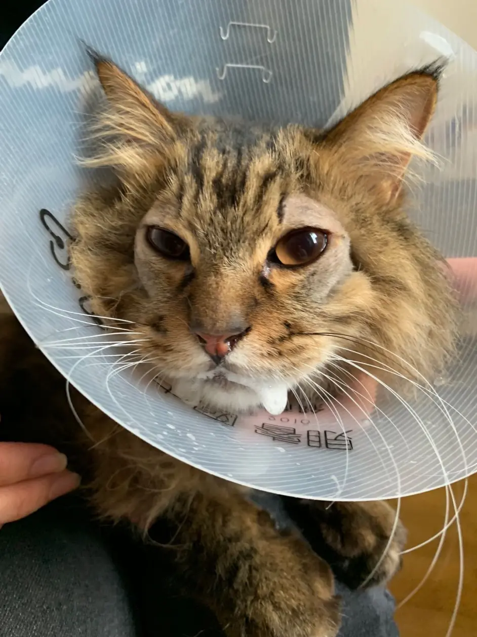 猫的白内障日志- 哔哩哔哩