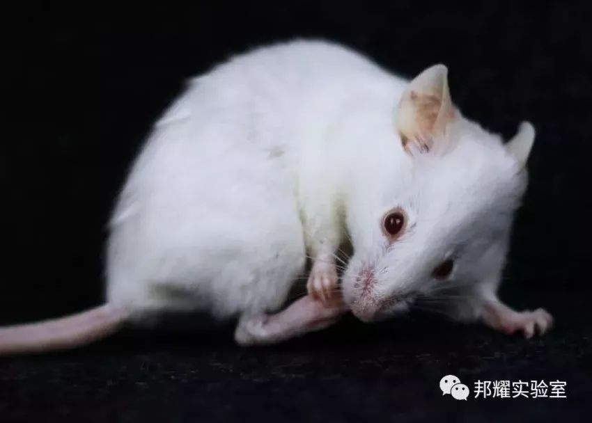 为什么你的实验小鼠是C57BL/6?他们却在用BALB/c - 哔哩哔哩