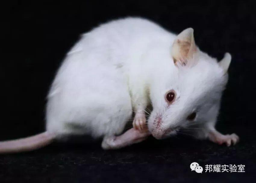 为什么你的实验小鼠是C57BL/6？他们却在用BALB/c - 哔哩哔哩