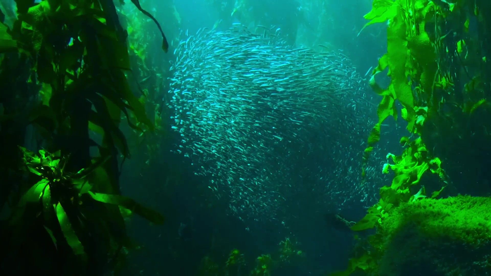 海洋生物は北へ移動しています。なぜ？