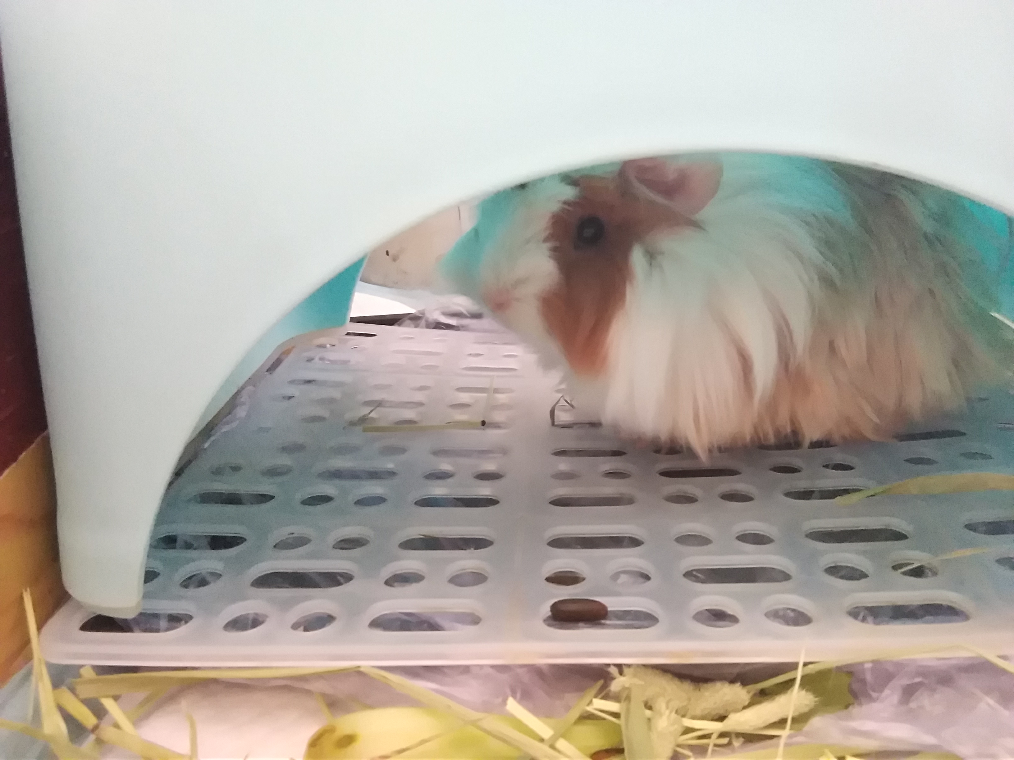 关于兔子喝水的那点事。