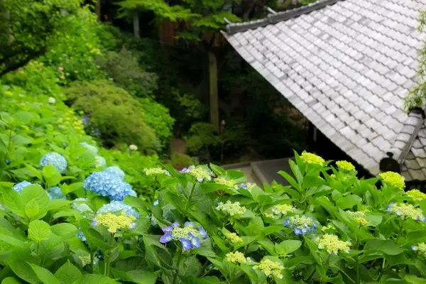 为梅雨季着色的花之美景 镰仓地区6处观赏 紫阳花 的好去处 哔哩哔哩