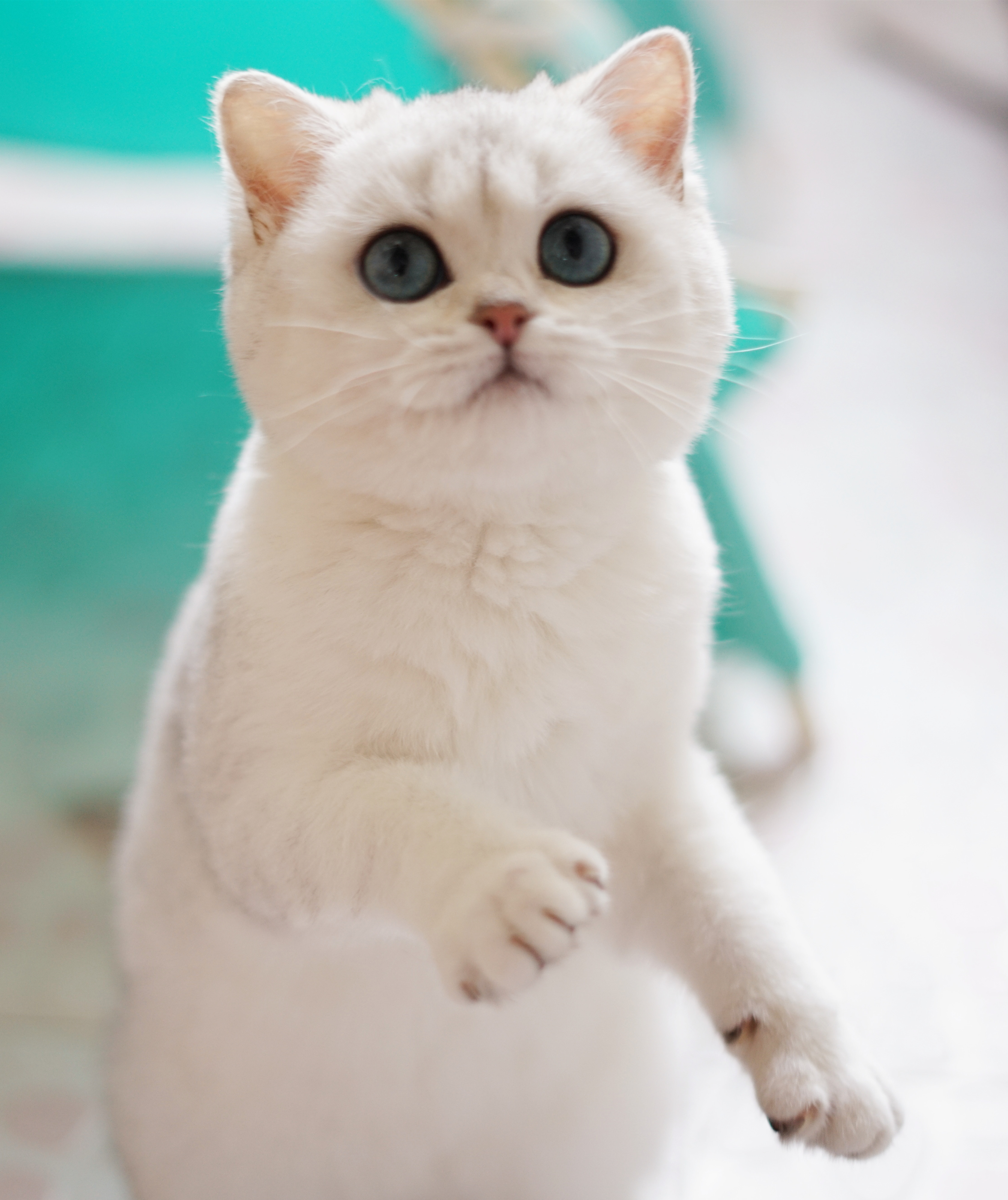 猫的咕噜声真的是代表它们很舒服吗?