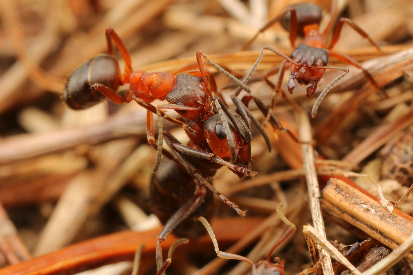 欧洲火蚁(红Myrmica rubra)蚁后和工蚁照片摄影图片_ID:164062088-Veer图库
