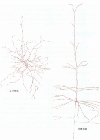 (右)锥体细胞 pyramidal cell 和 (左)星形细胞 stellate cell
