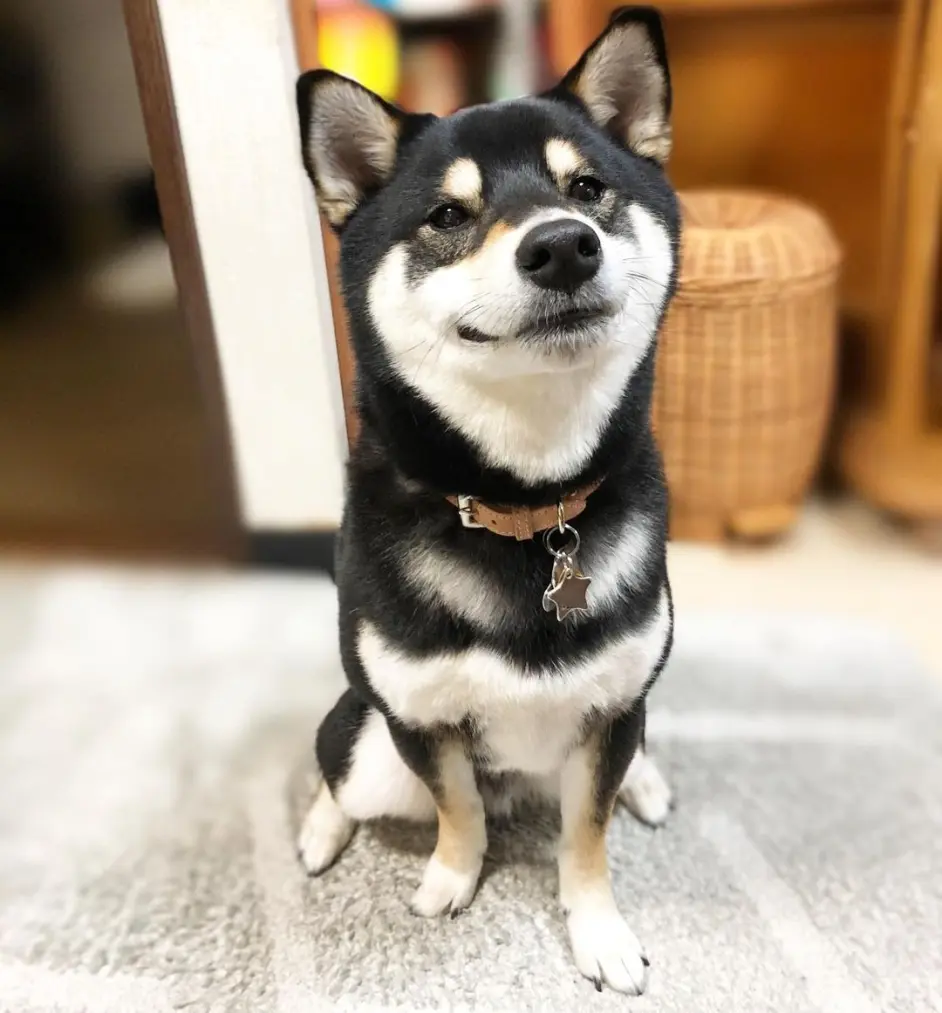 最速柴犬智商低