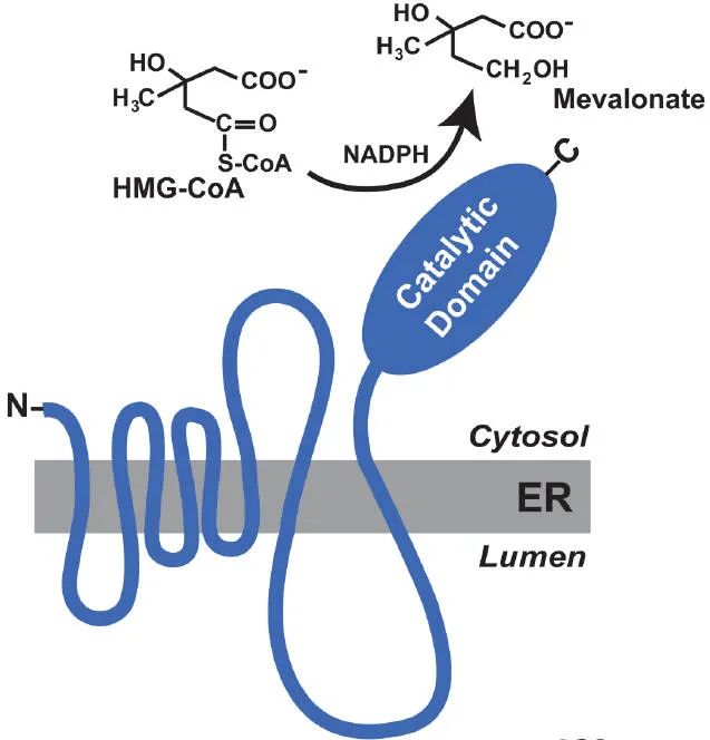 【AmBeed聚焦】HMGCR信号通路与代谢调节机制 - 哔哩哔哩