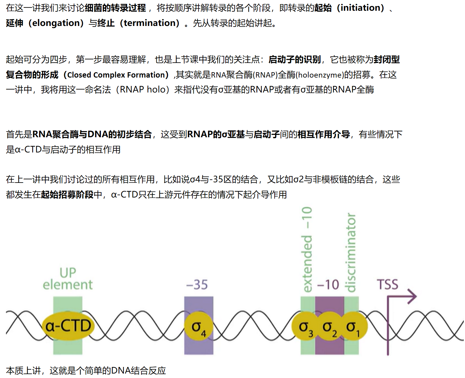 MIT 分子生物学 part2 3.1 Closed Complex and Open Complex Formation - 哔哩哔哩