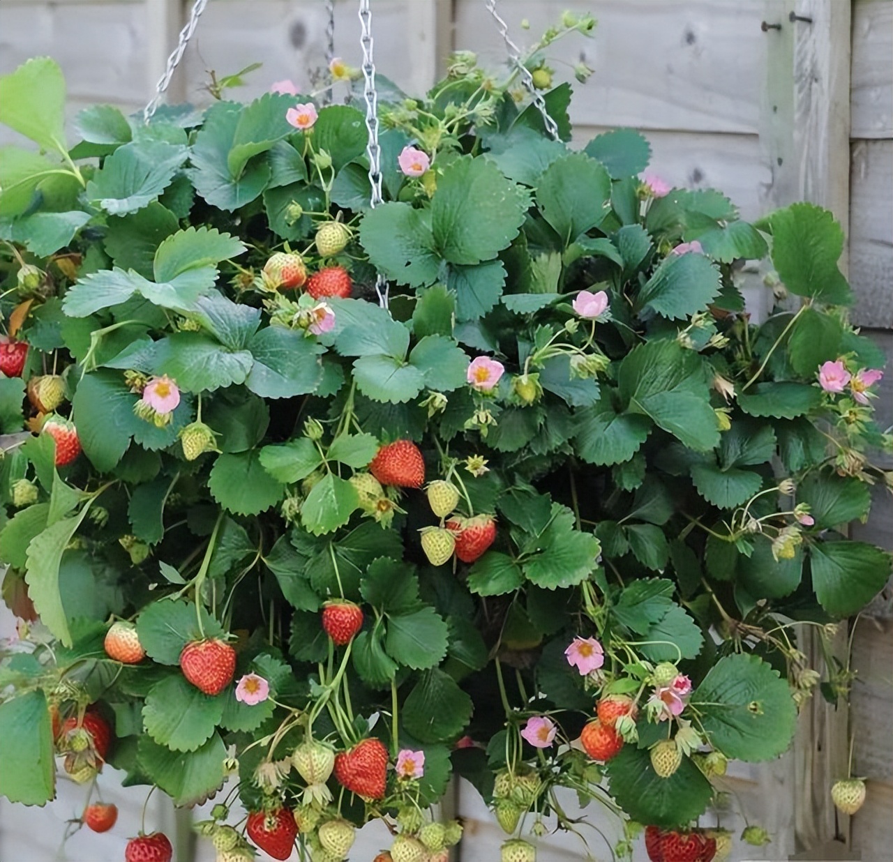如何在阳台上种植盆栽草莓