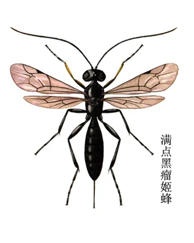 田间常见寄生性膜翅目天敌种类 哔哩哔哩