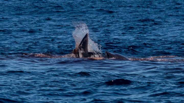 白化虎鲸 抹香鲸图片