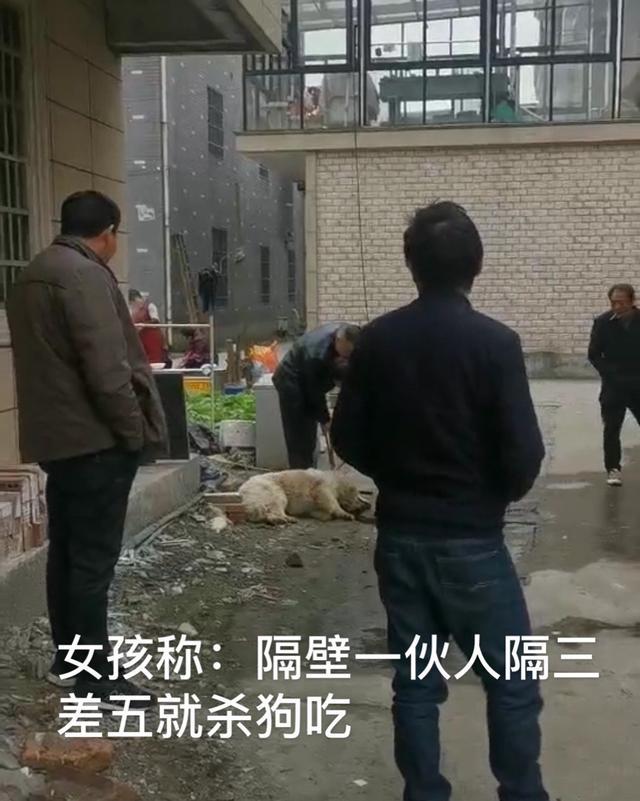 浙江杭州一伙人经常杀狗，被邻居女孩怒斥：金毛和萨摩是肉狗吗？ 哔哩哔哩 6346