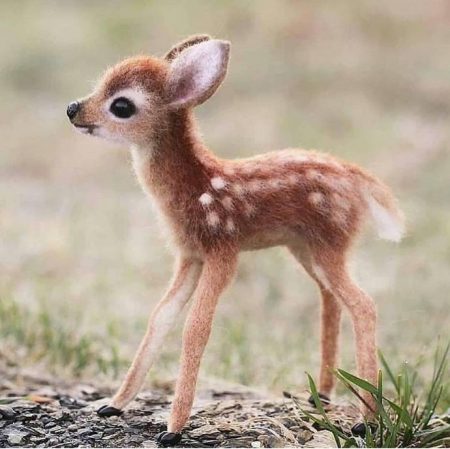 新娘子与山鹿的因缘