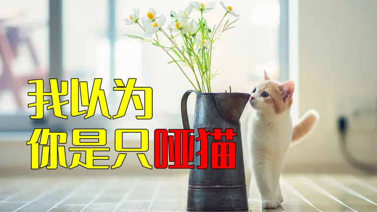 我以为买回来的是一只哑猫 哔哩哔哩