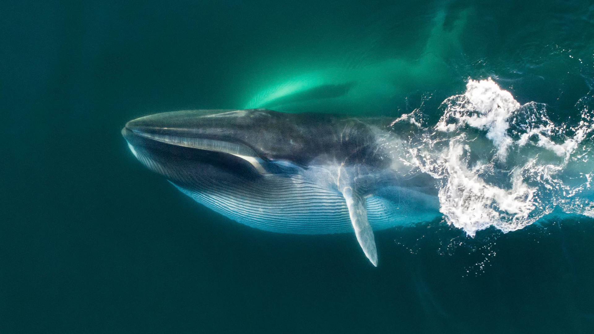 壁纸 海，哺乳动物，座头鲸，水下 1920x1200 HD 高清壁纸, 图片, 照片
