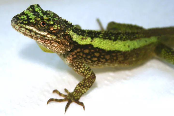 丽纹龙蜥被新列为国家二级保护动物