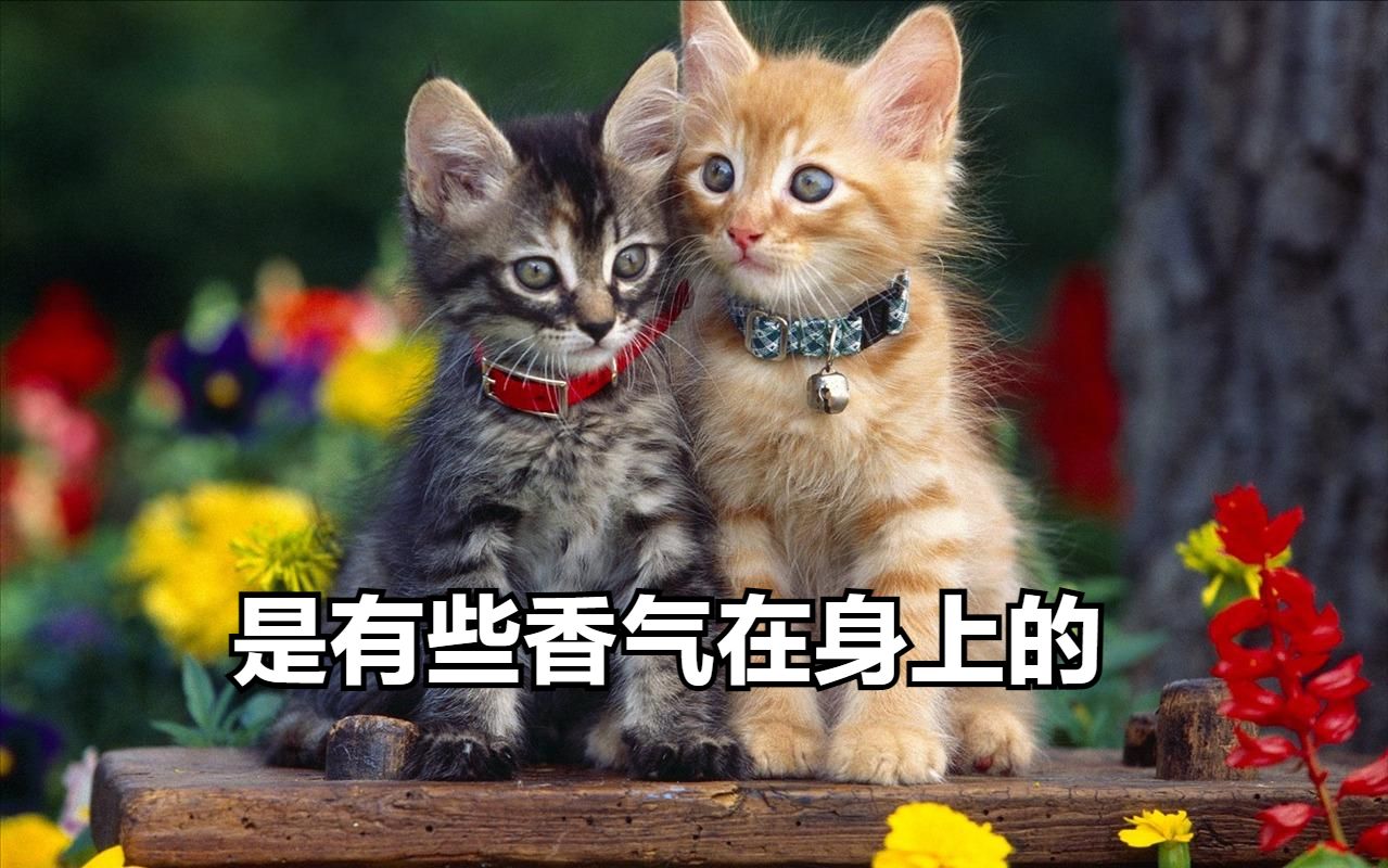 猫咪舔你，包含了那些意思呢？ 哔哩哔哩