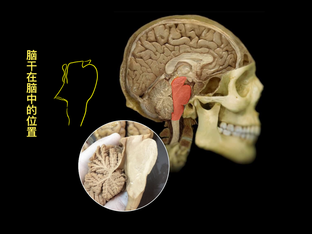 【推荐】颅神经的基础解剖