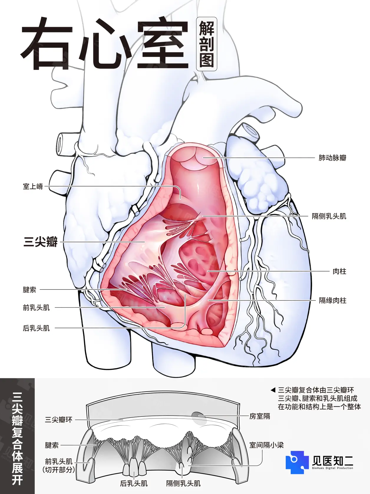 右心室内部结构图图片