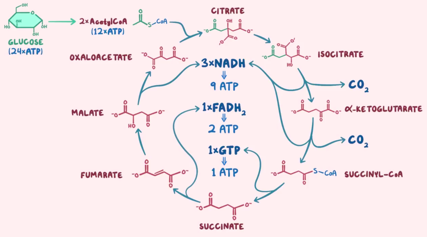 1个fadh2,1个gtp和2个co2;co2离开细胞,在血液中以碳酸氢根的形式运输