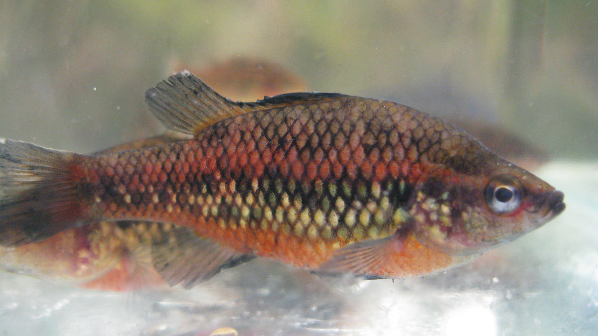 南半球的鲈鱼真鲈科物种总览