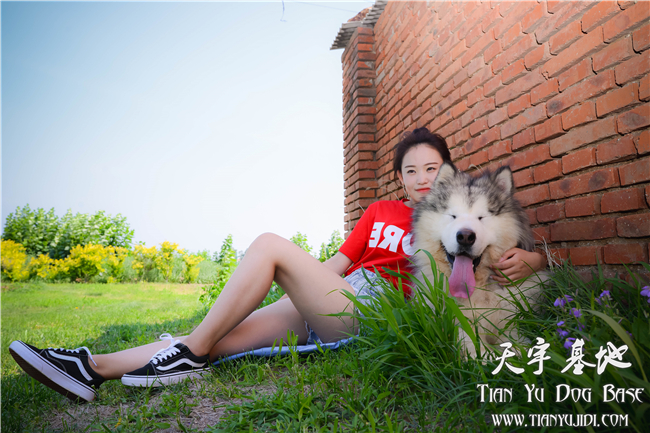 她和它的故事—灰色阿拉种公【宇文逸】 哔哩哔哩