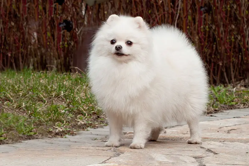 养狗就养这6种 小型犬 不仅可爱 还非常听话 哔哩哔哩