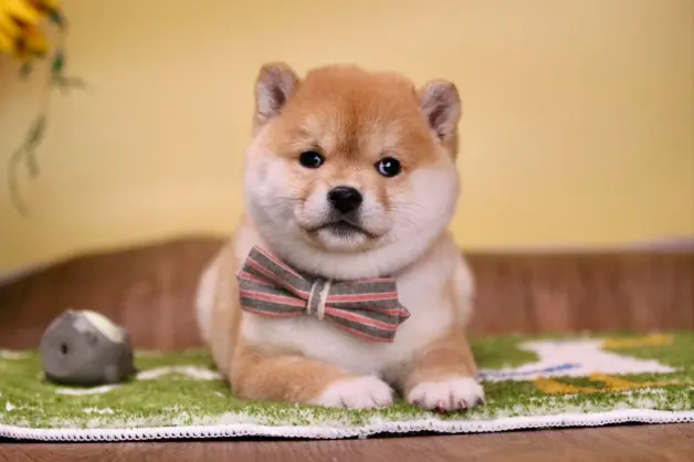 柴犬黑柴怎么挑选 多少钱的黑柴长大好看 哔哩哔哩