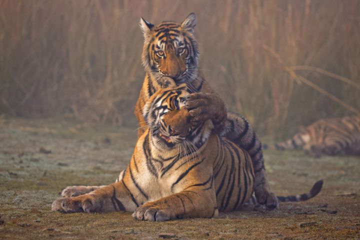 老虎捕杀花豹后,让虎崽们围观花豹尸体,培养仇恨吗?