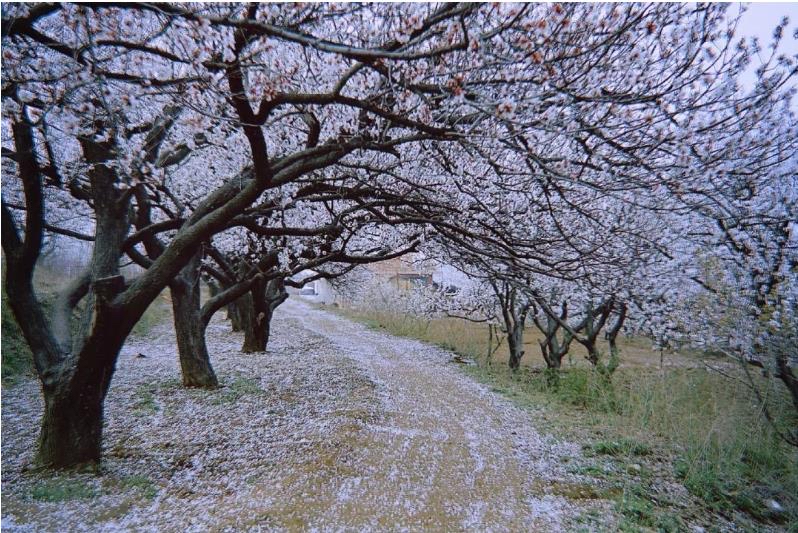 药王山的十里杏林