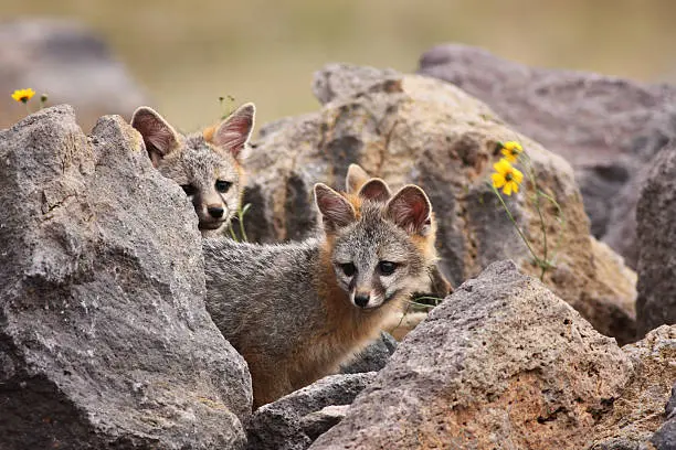 狐说十二狐志 灰狐与草原狐 哔哩哔哩