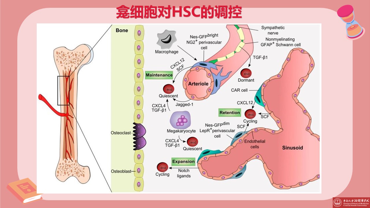 骨髓造血微环境 - 哔哩哔哩