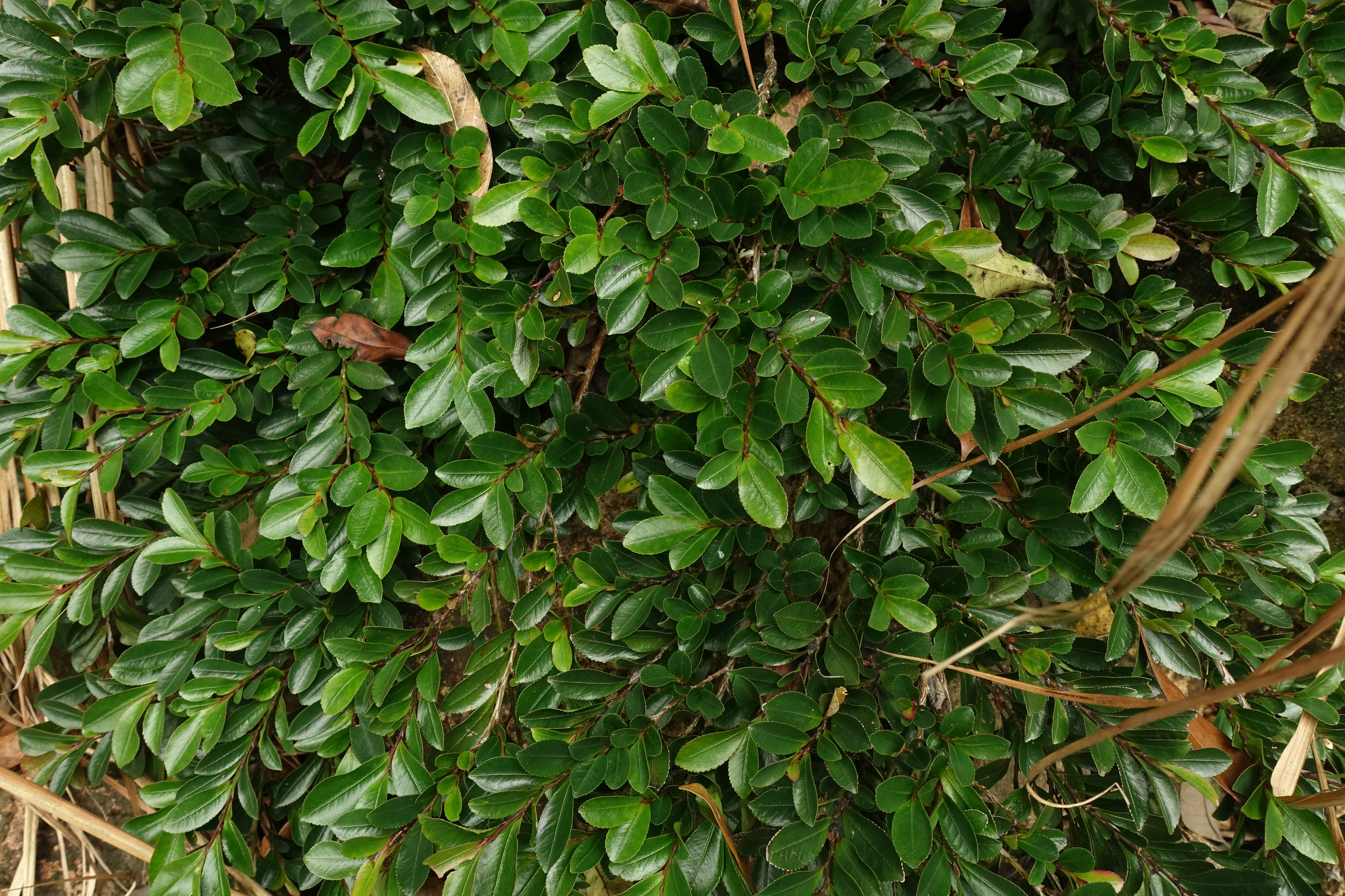 广东仲春植物赏